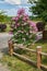 Spring blossom lilac bush and wooden village fence. Garden design