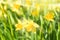 Spring blossom narcissus daffodils yellow sunlit flowers