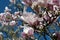 Spring blossom pink Magnolia stellata with big flowers