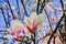 Spring blossom pink Magnolia stellata with big flowers