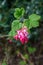 Spring blossom of pink Ribes sanguineum, flowering currant, redflower currant plant