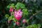 Spring blossom of pink Ribes sanguineum, flowering currant, redflower currant plant