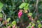 Spring blossom of pink Ribes sanguineum, flowering currant, redflower currant plant