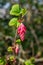 Spring blossom of pink Ribes sanguineum, flowering currant, redflower currant plant