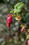 Spring blossom of pink Ribes sanguineum, flowering currant, redflower currant plant