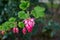 Spring blossom of pink Ribes sanguineum, flowering currant, redflower currant plant