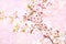 Spring blossom/springtime cherry bloom, bokeh flower background