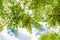 Spring blossom tree canopy against blue sky with clouds, summer