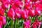 Spring Blossom Tulips in the Garden