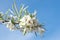 Spring blossom of the weeping silver pear tree, white flowers of willow-leafed pear, pyrus salicifolia pendula, blue sky