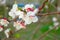 Spring blossom white color. Beautiful outdoor blooming garden