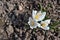 Spring blossom of white crocus vernus Jeanne d Arc. Garden flower. Top view. Happy easter