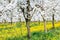 Spring blossom in white flower budding orchard background on beautiful green grass and blooming dandelion meadow