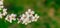 Spring blossom white flowers tree branch April time post card concept with blurred vivid green background garden space for copy or