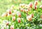 Spring blossoming bright tulips, bokeh flower background