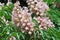 Spring blossoming horse chestnut  hippocastanum flower