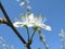 Spring blossoming of plum tree