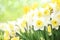 Spring blossoming white and yellow daffodils in garden, springtime blooming narcissus jonquil flowers