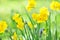 Spring blossoming white and yellow daffodils in garden, springtime blooming narcissus jonquil flowers