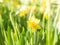 Spring blossoming yellow daffodils narcissi flowers