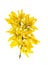 Spring blossoming yellow forsythia flower isolated white background