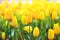 Spring blossoming yellow tulips, bokeh flower background