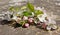 Spring Blossoms on Dark Stone Background