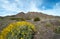 Spring blossoms in the desert