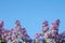 Spring blossoms lilac against the blue sky