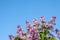 Spring blossoms lilac against the blue sky