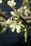 Spring blossoms, plum tree