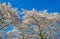 Spring is in the blue air with buds, blossoms and flowers in the blooming canopy of a tree in sunlight