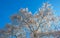 Spring is in the blue air with buds, blossoms and flowers in the blooming canopy of a tree in sunlight