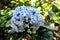 Spring blue blossoming Hydrangea flower