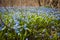 Spring blue flowers