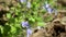 Spring blue flowers bloom, wild botany close-up