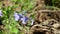 Spring blue flowers bloom, wild botany close-up