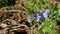 Spring blue flowers bloom, wild botany close-up