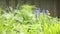 Spring blue flowers. Flowers and plants close-up