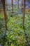 Spring blue flowers wood squill