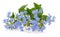 Spring blue forgetmenots flowers