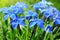 Spring blue gentians in the green grass