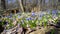 Spring, blue Scilla primroses break through old foliage in the spring forest