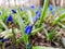 Spring blue snowdrops.  Beautiful Spring flowers