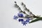Spring blue wild flowers Scilla, willow branches on Noble Carrara quartz counter