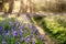 Spring bluebell path through a magical forest