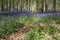 Spring bluebell woods english countryside