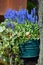 Spring bluebells in flowerpot