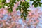 Spring blur bokeh background with green branches