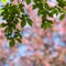 Spring blur bokeh square background with green branches